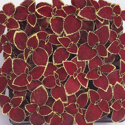 Picture of Coleus - Wizard Scarlet